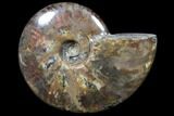 Flashy Red Iridescent Ammonite - Wide #81847-1